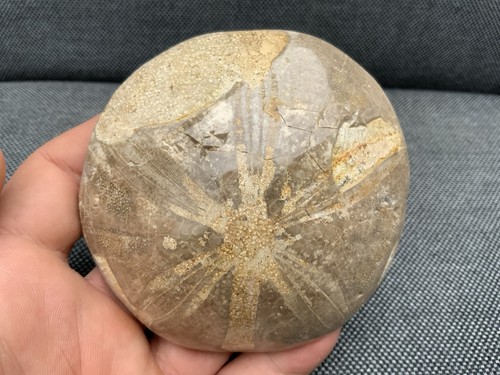 Polierter fossiler seeigel - polierter,