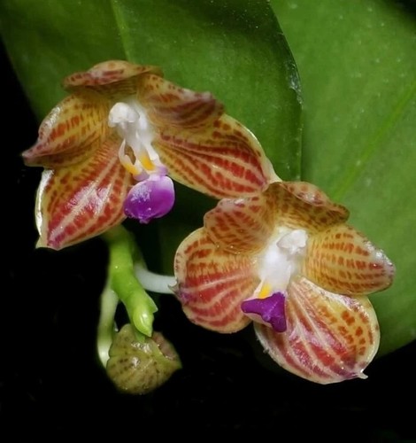 Phalaenopsis javanica orchidee - phalaenopsis,