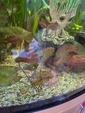 Tiegerlotus Rot/grün 2 Stück 