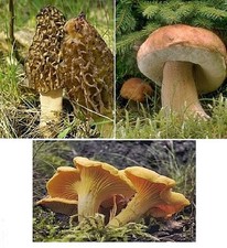 Pilze 50g Morcheln 50g