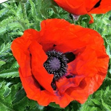 Saatgut 50-500 Samen