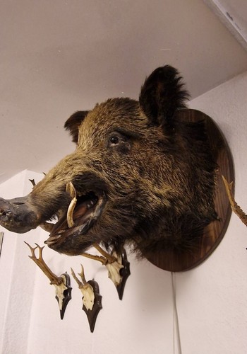 Wildschwein präparat mit - wildschwein,