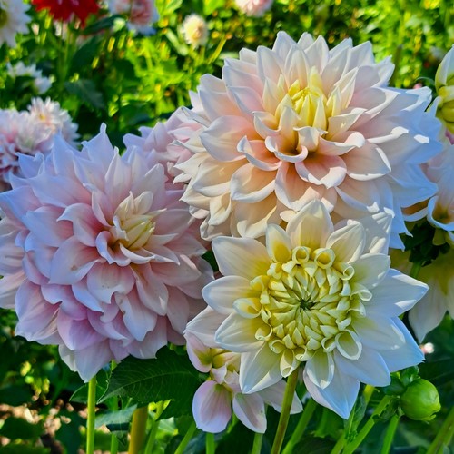 Dahlien - @,