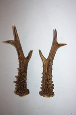 Kapitales  Paar Rehstangen