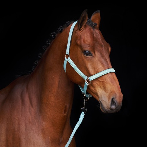 Polo halfter hvpnena aqua - halfter,