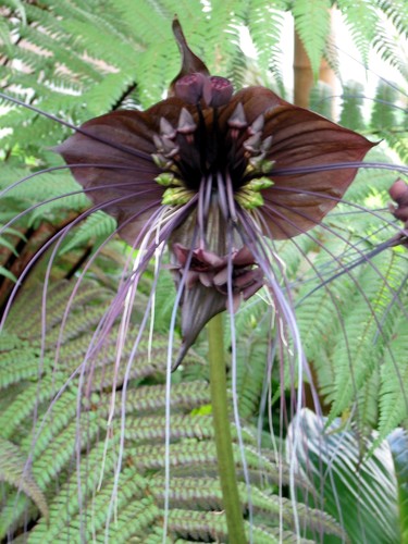 Schwarze fledermausblume - schwarze,
