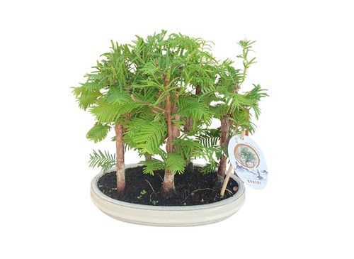 Urweltmammutbaum metasequoia - urweltmammutbaum,