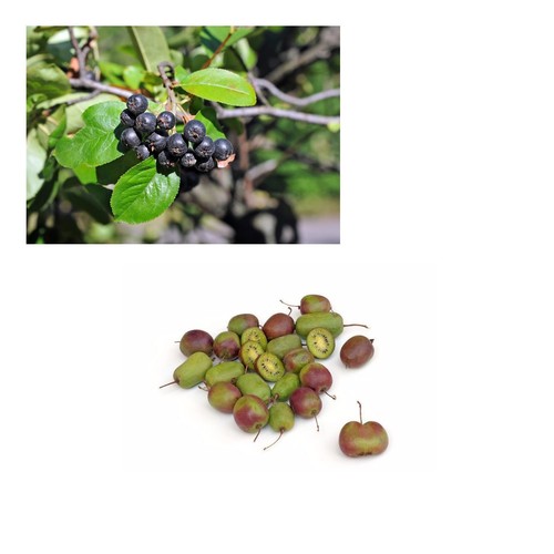 Samen aroniabeeren und - samen,