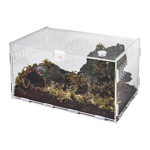 Schnecken terrarium reptile - schnecken,