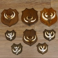 Keilerwaffen 8 Stück Wildschweinwaffen (Sus scrofa) Trophäe Keiler Gewaff 31.67