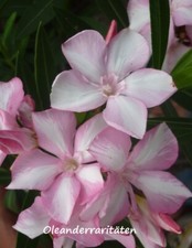 Oleander Pflanze SIMIE 40-50cm 3l Topf zweifarbig rosa/weiss sehr selten