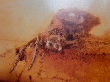 Baltischer Bernstein mit