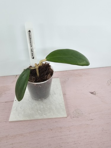 Heavenly hoya - hoya,