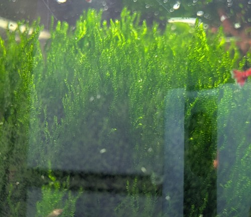 Aquarienpflanzen
