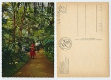 122284 - Frankfurt - Palmengarten, Großes Palmenhaus - alte Ansichtskarte