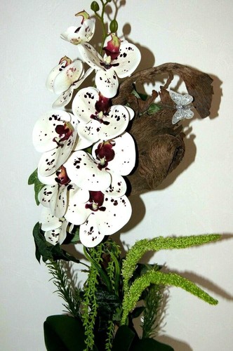 Sonderangebot orchidee - !,
