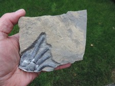 Seelilie Encrinus liliiformis aus Lemgo in NRW