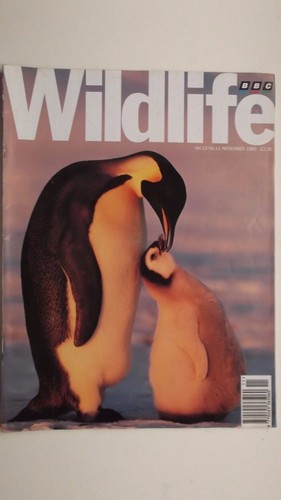 Bbc wildlife magazine nov - wildlife, magazine,