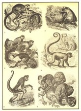 PRIMATES. Titi Todeskopf Affe Uakari Kapuziner Barrigudo Spinne Couxios 1907