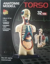 Anatomie Modelle Torso