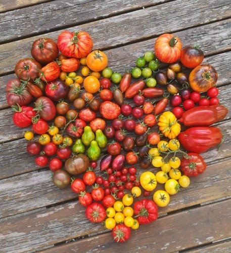 Tomatensamen verschiedener 45 - tomatensamen,