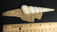 Fossil