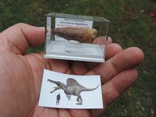 schöner Zahn vom Spinosaurus