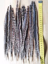 20 x Fasanenfedern Feder  28