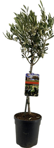 Olivenbaum olea europaea - europaea, 19