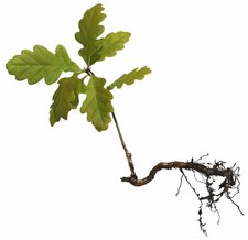 Eichen baum setzlinge - 20,