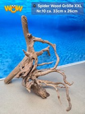 👋XXL Moorkien - Spiderwood