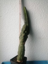 San Pedro (E. pachanoi)
