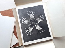 Karl Blossfeldt - Wundergarten