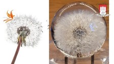 Pusteblume Briefbeschwerer in