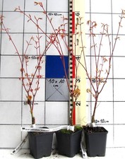 Acer palmatum "Katsura"