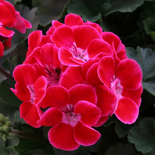 Geranie rot mit hellem - rot,