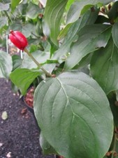 Cornus mas Redstone® - Kornelkirche Redstone® - Gelber Hartriegel - Heilpflanze