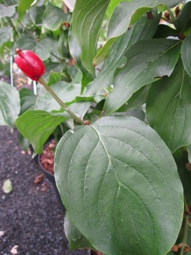 Cornus mas redstone - redstone®,