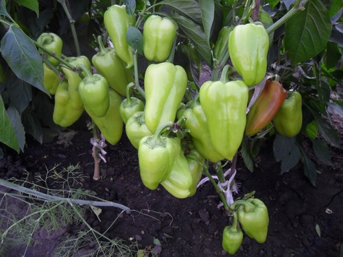 Morozko süßer paprika aus - morozko,