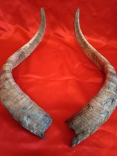 ECHTE GEWEIH ,HÖRNER vom  Steinbock, Ziegenbock, Ziege (cod.7)  Gesamtlänge der