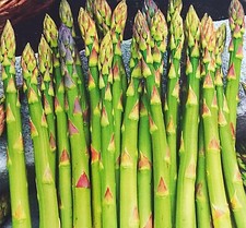 55 Samen Grüner Spargel