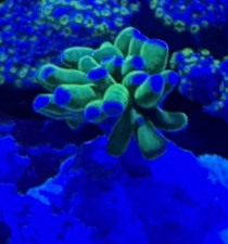 Meerwasser Dekoration Aquarium