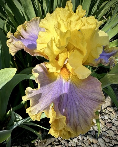 Schwertlilie iris - schwertlilie,,