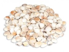 NaDeco Venus Muschel Schalen