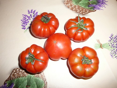 Tomatenpflanzen mix 10 - tomatenpflanzen,