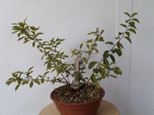 BONSAI SCHLEHE ZUM SELBER GESTALTEN MIT VIEL POTENZIAL YAMADORI