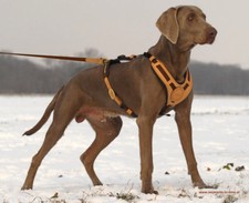 Niggeloh Hundeführgeschirr