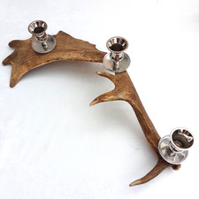 Echtes Damhirschgeweih