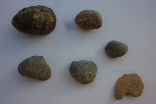 Versteinerungen fossilien - versteinerungen,,