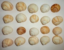 20schöne Weinberg - Schneckenhäuser  - Einsiedlerkrebs